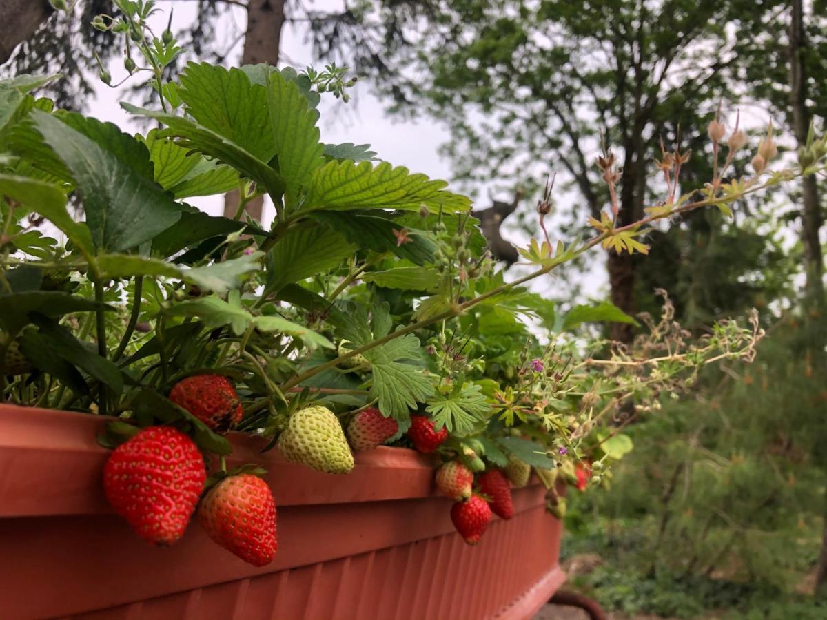 B&B Cascina Sagrestia Asola Eksteriør bilde
